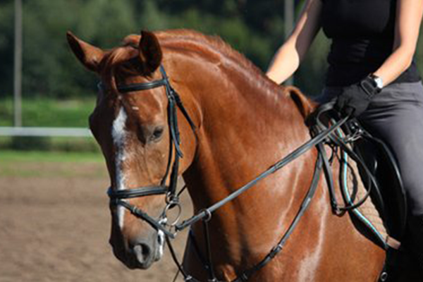 Equine Business Law